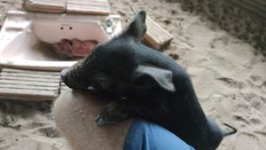 One of the piglets at Pete's Mission Animal Rescue Shelter in Pai