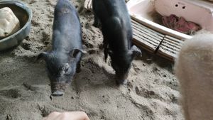 Both piglets at Pete's Mission Animal Rescue Shelter in Pai