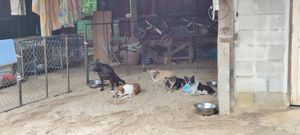 Special needs group at Pete's Mission Animal Rescue Shelter in Pai