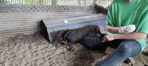 Both piglets with a volunteer at Pete's Mission Animal Rescue Shelter in Pai