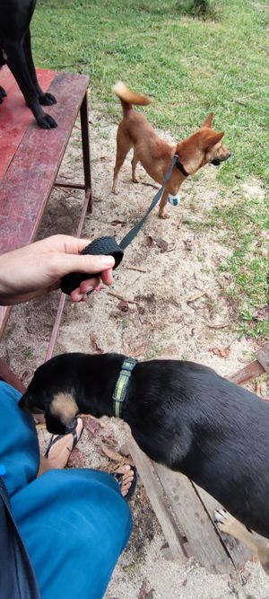 Recently amputated dog and a friendly free-roaming dog at Pete's Mission Animal Rescue Shelter in Pai