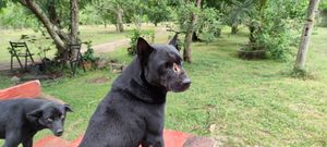 Not sure if this was a cancer at Pete's Mission Animal Rescue Shelter in Pai