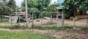 Main enclosure at Pete's Mission Animal Rescue Shelter in Pai