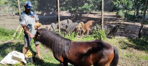 The horse receiving one of the pigs' bananas at Pete's Mission Animal Rescue Shelter in Pai