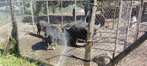 The pigs receiving a shower by the photographer :) at Pete's Mission Animal Rescue Shelter in Pai
