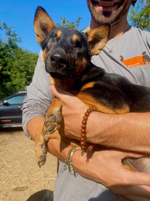  at Pete's Mission Animal Rescue Shelter in Pai