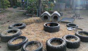  at Pete's Mission Animal Rescue Shelter in Pai