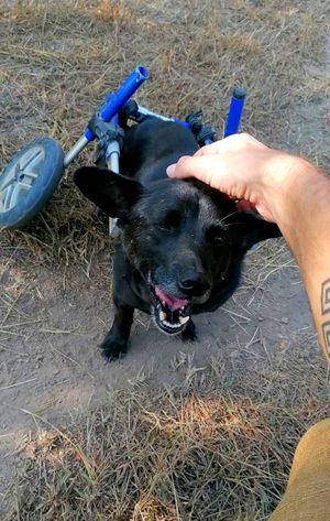  at Pete's Mission Animal Rescue Shelter in Pai