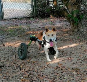  at Pete's Mission Animal Rescue Shelter in Pai