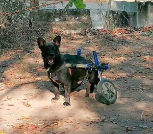  at Pete's Mission Animal Rescue Shelter in Pai
