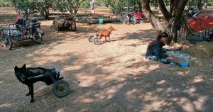  at Pete's Mission Animal Rescue Shelter in Pai