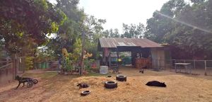 at Pete's Mission Animal Rescue Shelter in Pai