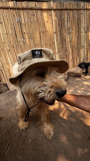   at Pete's Mission Animal Rescue Shelter in Pai