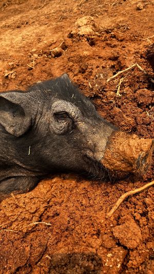   at Pete's Mission Animal Rescue Shelter in Pai