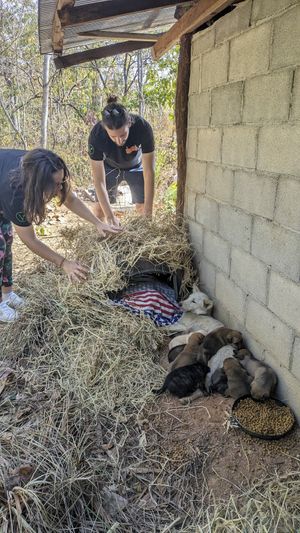  at Pete's Mission Animal Rescue Shelter in Pai
