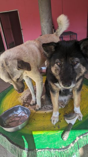  at Pete's Mission Animal Rescue Shelter in Pai