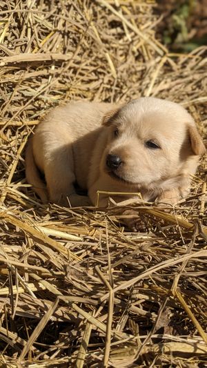  at Pete's Mission Animal Rescue Shelter in Pai