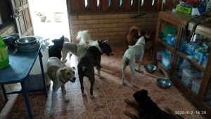 Canine congregation at Pete's Mission Animal Rescue Shelter in Pai