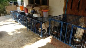 Feeding time at Pete's Mission Animal Rescue Shelter in Pai