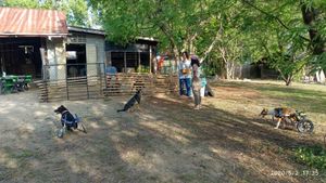 Meeting with the local vet at Pete's Mission Animal Rescue Shelter in Pai