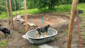 Pig swimming pool at Pete's Mission Animal Rescue Shelter in Pai