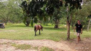 Resident horse at Pete's Mission Animal Rescue Shelter in Pai