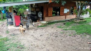 Main building at Pete's Mission Animal Rescue Shelter in Pai