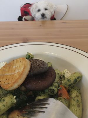 Pet-friendly cafe! My foster dog loved the calm space (and the delicious smells of fusion food)  at LoveUrth 러브얼스 in Busan