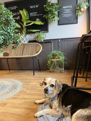 Dog friendly    at Seitan Hustle in Fleetwood