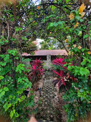 The lush garden at Casa Kaan in Merida