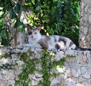 Nell is one of our resident cats, relaxing on a wall in the garden... at Casa Kaan in Merida