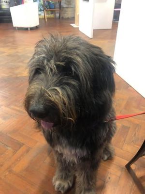 Sirius, the rescue Spanish street dog at Earth Arts & Culture Cafe in Brighton