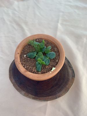 Desert  #Veganuary at Lido Beach Club  in Playa Del Carmen