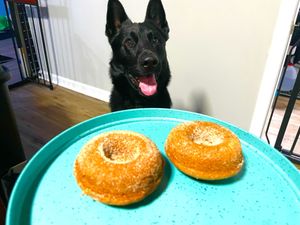 Apple Cider Donuts, Bowser approved. ✅✅✅ at Jennifer Lee's Gourmet Bakery in Worcester