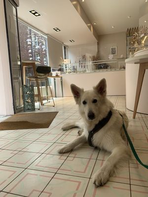 Hundefreundlich   at Les Gâteaux de Margot in Amiens