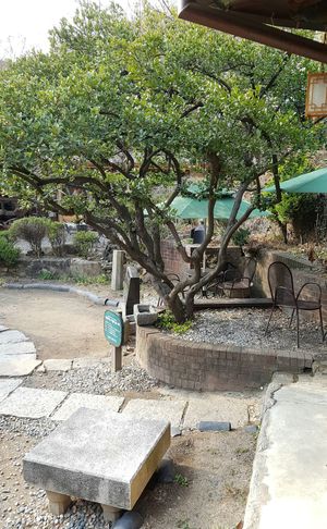 interior of location - historical garden at Suyeon Sanbang Tea House in Seoul