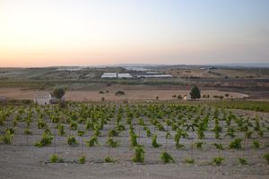 400m track by the vineyard at Kapuhala Sicily in Noto