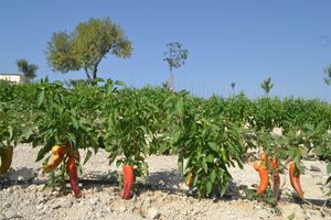 Homegrown vegetables at Kapuhala Sicily in Noto