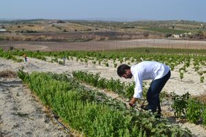 Chef Ettore picking vegetables for dinner at Kapuhala Sicily in Noto