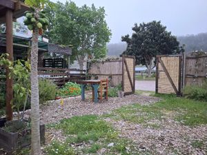 Garten mit Papayabaum at Liola Foods in Sedgefield