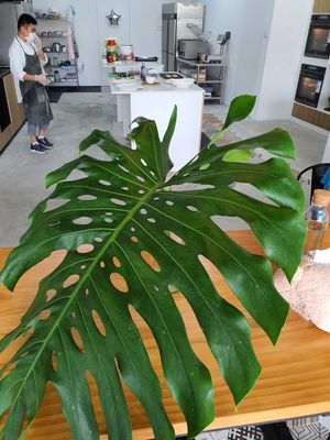 Real gigantic leaf!!! Cannot be eaten  🤣 ~ Circuit Breaker Period Phase 2 at Da Mamma in Central Singapore