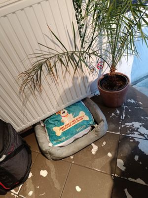  at Lucifer Lives in Brussels