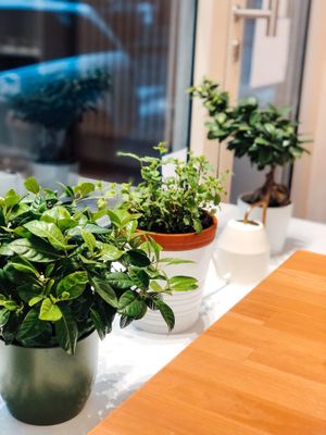 beautiful Ambiente & Interior at SĪTÚ Coffee & Tea in Prague