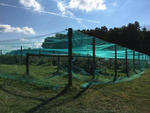 Blueberry bushes at Blue Jay Orchard in Hiram