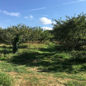 Apple orchard  at Blue Jay Orchard in Hiram