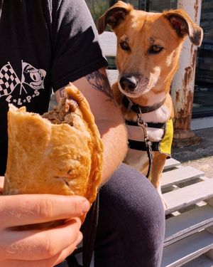  at The Hedgerow Hound in Plymouth