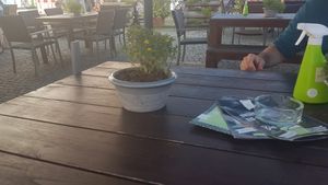 Outdoor seating with water spray again wasps. at Die Eismacher - Steuartstraße in Ingolstadt