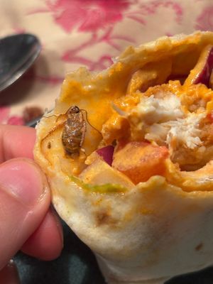  Very poor quality.
-Missing Fries
-Their driver which delivered didn’t even say hello just stared me in the eyes.
-But what really went too far is THE COCKROACH in my wrap !! at Vital Meals in Dusseldorf