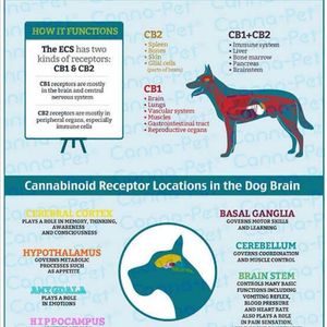 All animals have an endocannabinoid system. at Shifa Shop in Cunit
