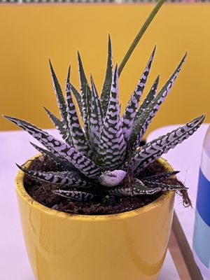 Nice table decoration   at Club Mexicana - Soho in London